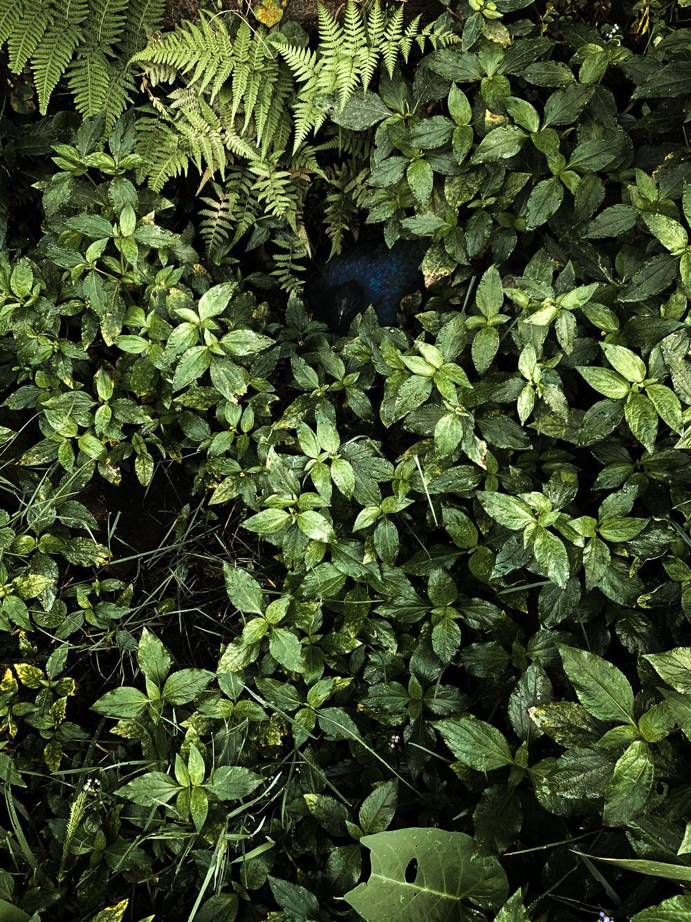 photo of a black hen with faint blue and purple iridescence in her feathers sitting in the upper center of the image, surrounded by lush green foliage glistening with raindrops in overcast light.