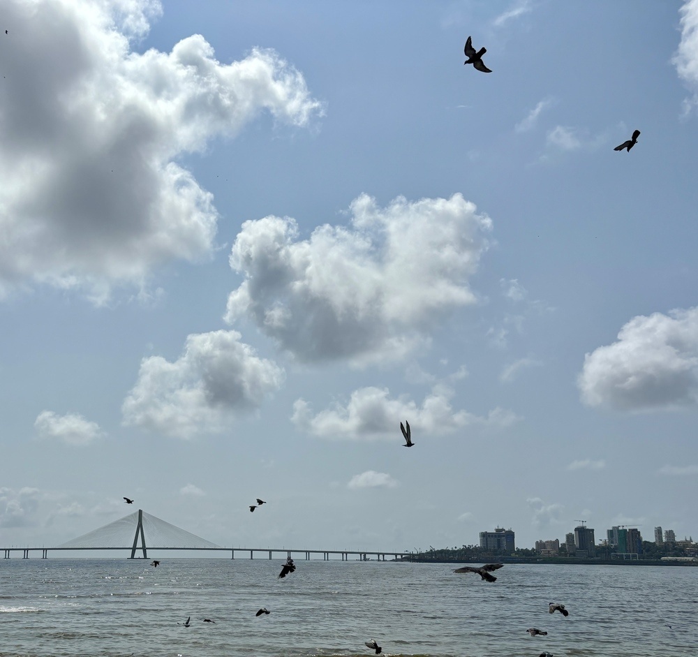 An image with filename: birds-worli-sea-link-matunga.jpg