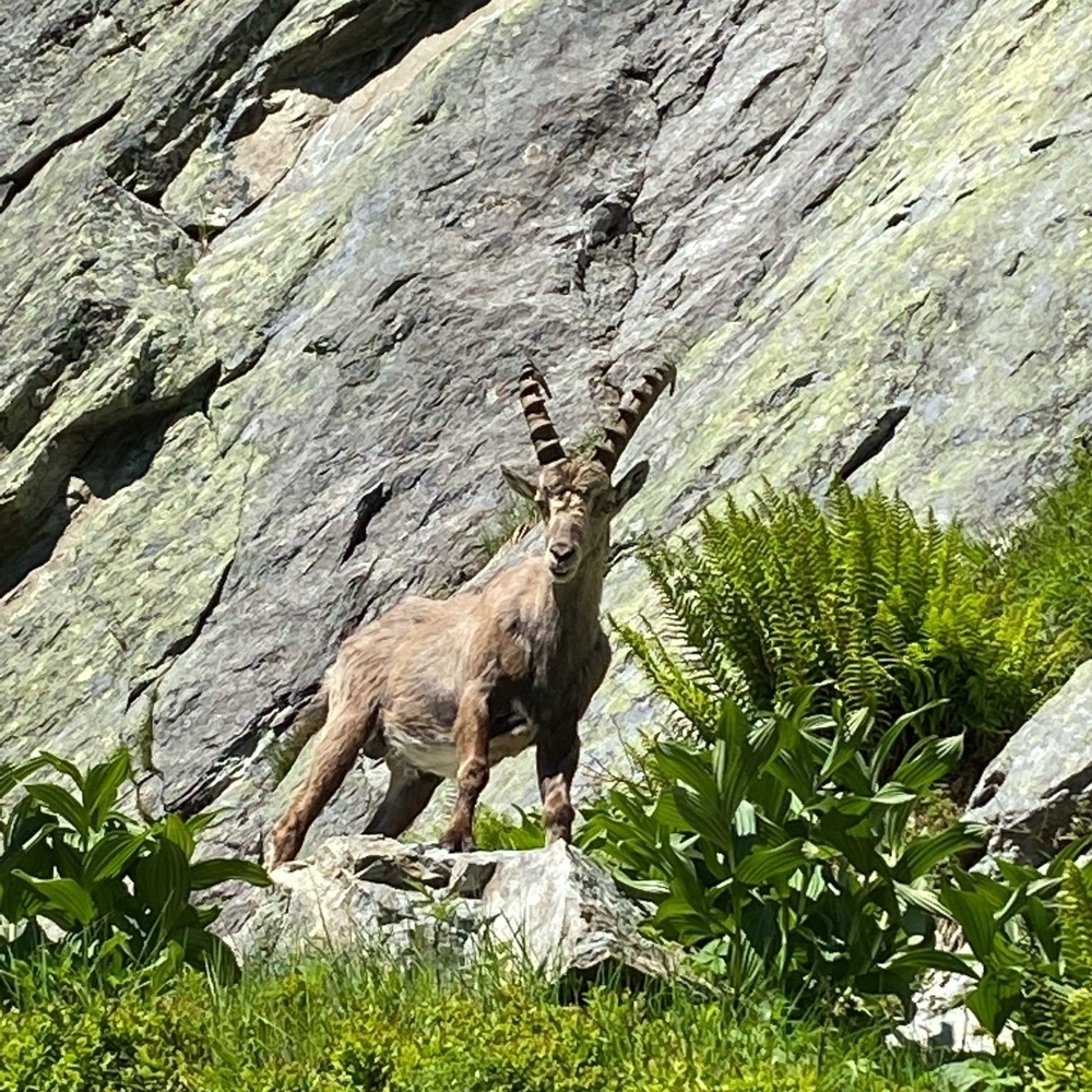 an ibex in the French alps. 