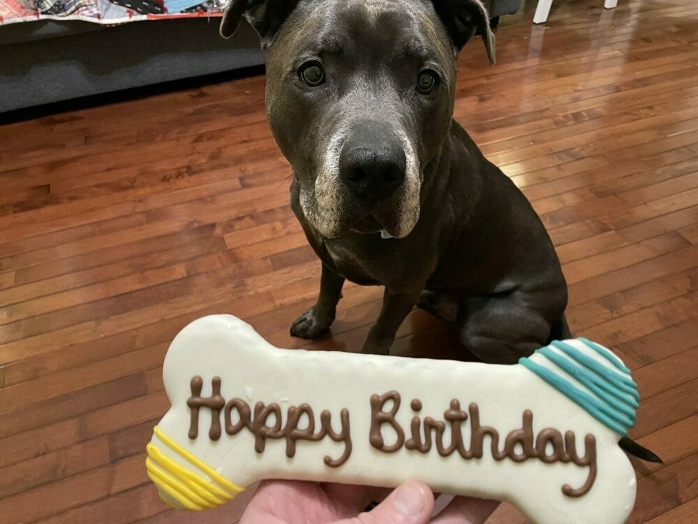 Hugo staring at his large bone shaped doggie treat that says happy birthday