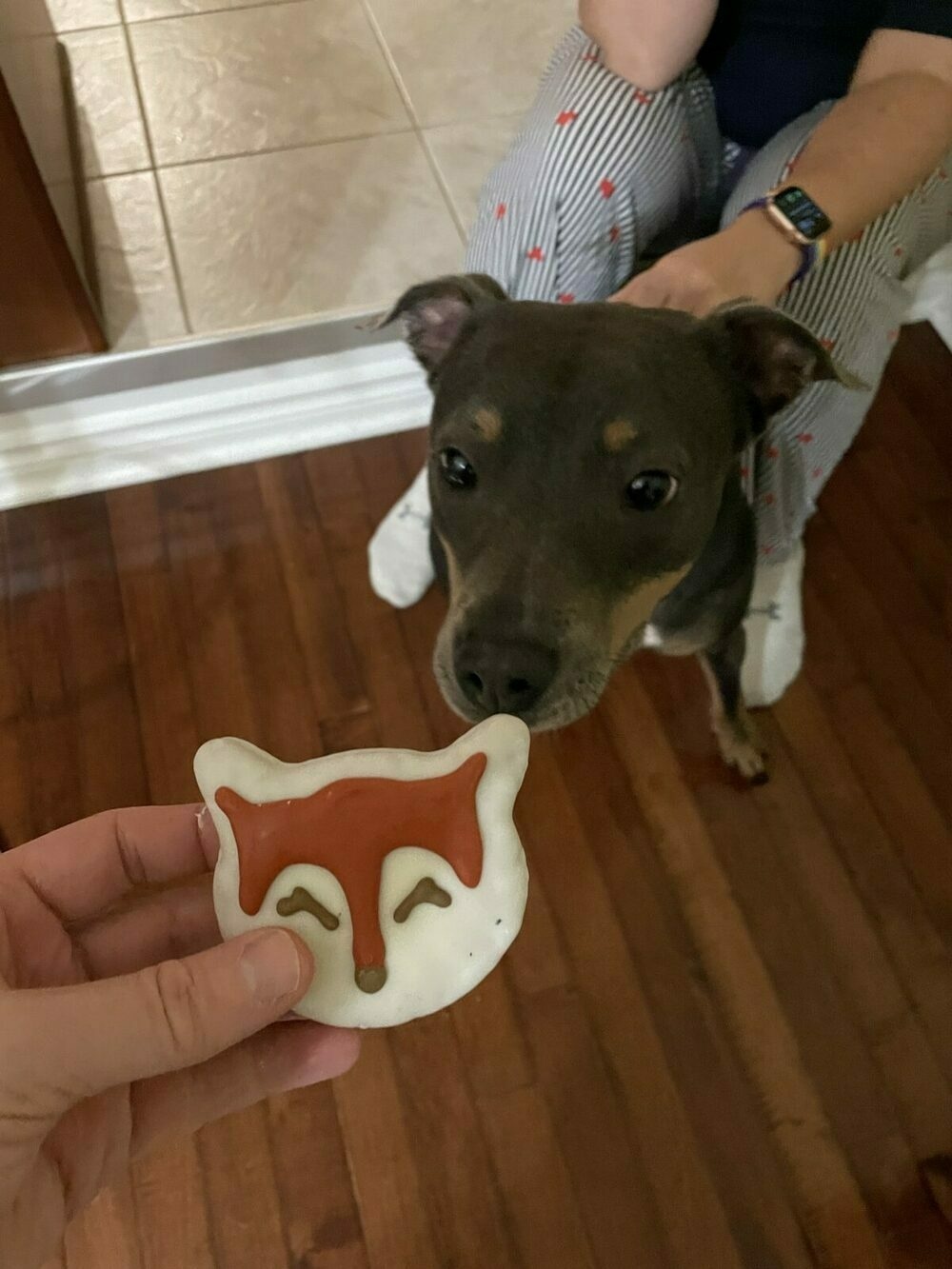 Luna staring wide eyed at a fox face shaped dog cookie while Raquel restrains her. 