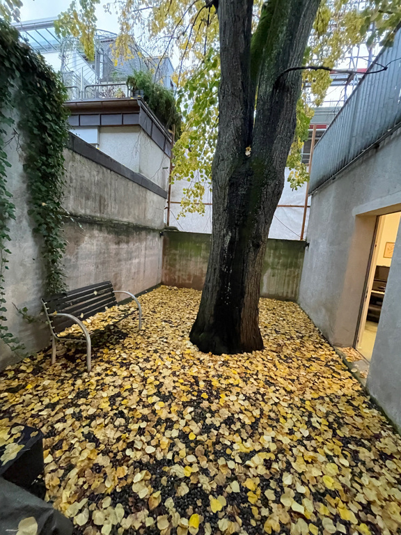 A wide shot of a tree walled in from all sides by buildings. The ground is covered in yellow leaves of the tree. On the left side, against the wall is a bench and on the opposite side is the door to enter this space. Some light is visible from the room behind,