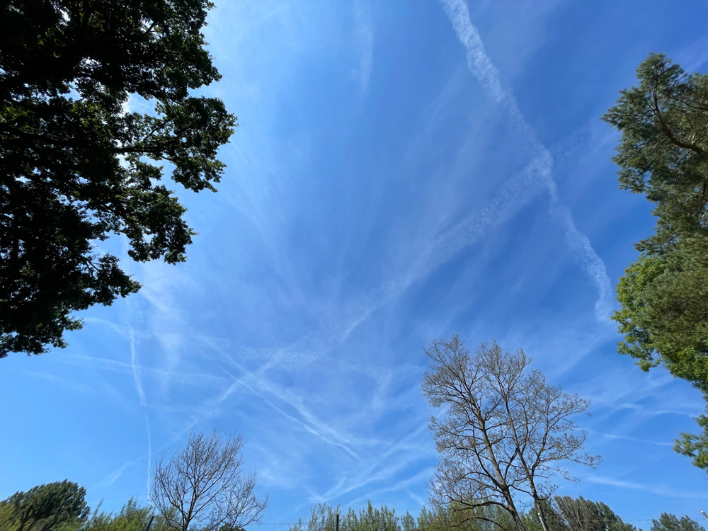 Blue sky bordered by trees. The sky has multiple white lines from airplanes in it. 