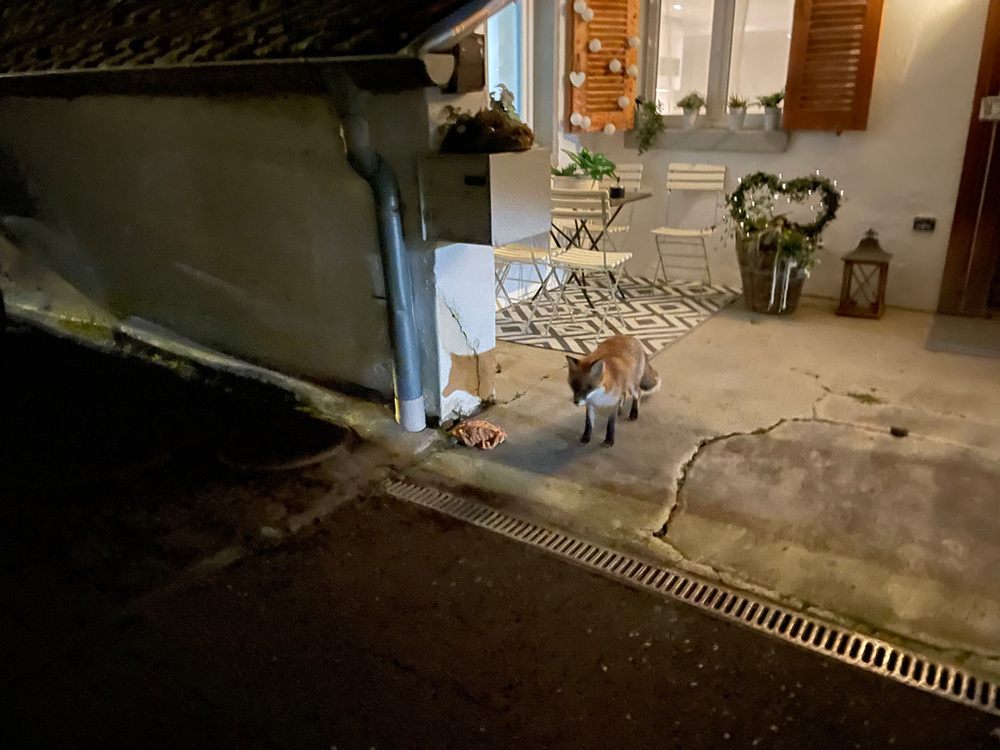 A fox stands on a concrete surface near a house, facing the camera. The area is lit by warm light from the windows, which are framed by wooden shutters. Behind the fox, there is a small patio with a table and chairs on patterned tiles, decorated with a heart-shaped wreath, string lights, and potted plants. A drain runs along the edge of the concrete, and a small lantern is placed near the wall.