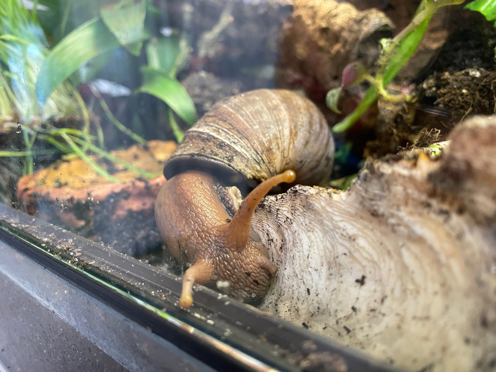 A large snail with an extended body and outstretched tentacles moves along a piece of wood inside a terrarium. Its shell is textured and slightly weathered. The enclosure contains soil, plants, bark, and other natural elements. The glass surface of the terrarium has smudges and dirt.