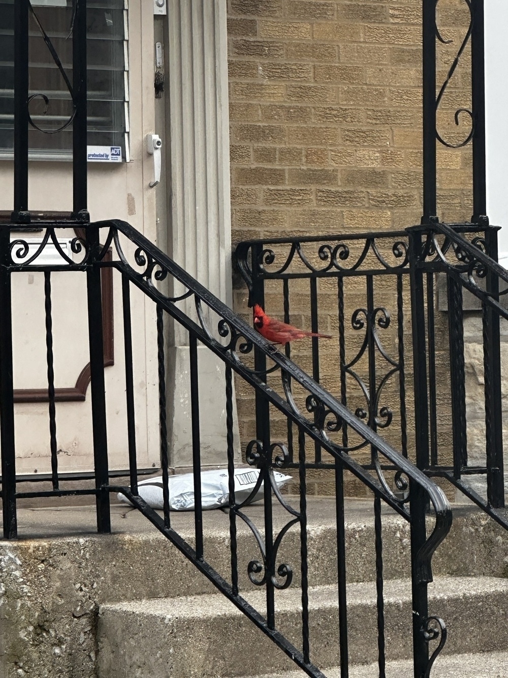 A red northern cardinal perched on a wrought iron fence on front steps, with an Amazon package on the top step 