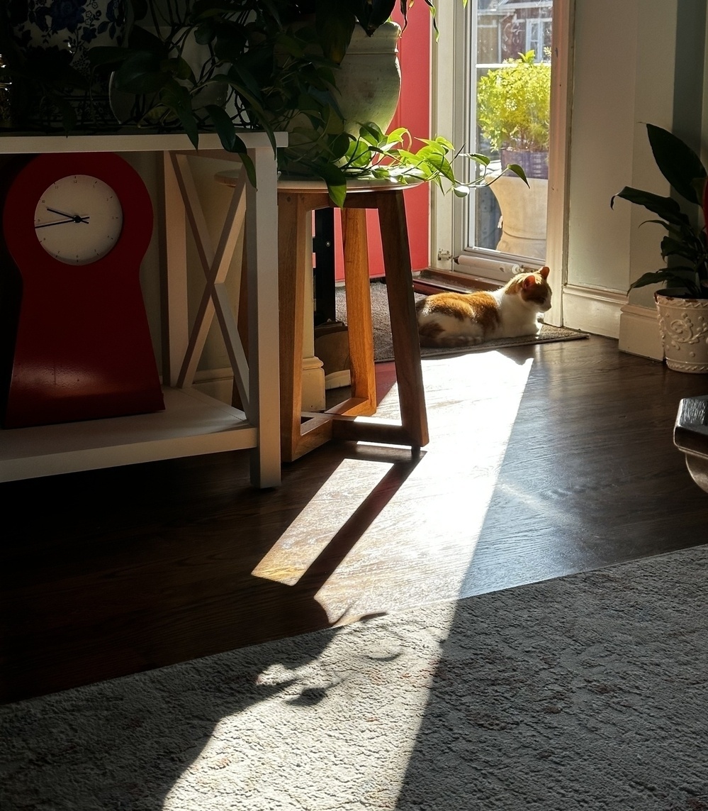 A cat sitting by a door, perfectly within an incoming beam of sunlight 