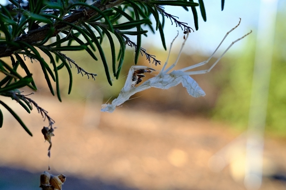 upside down mantis shedding hanging off a rosemary branch.