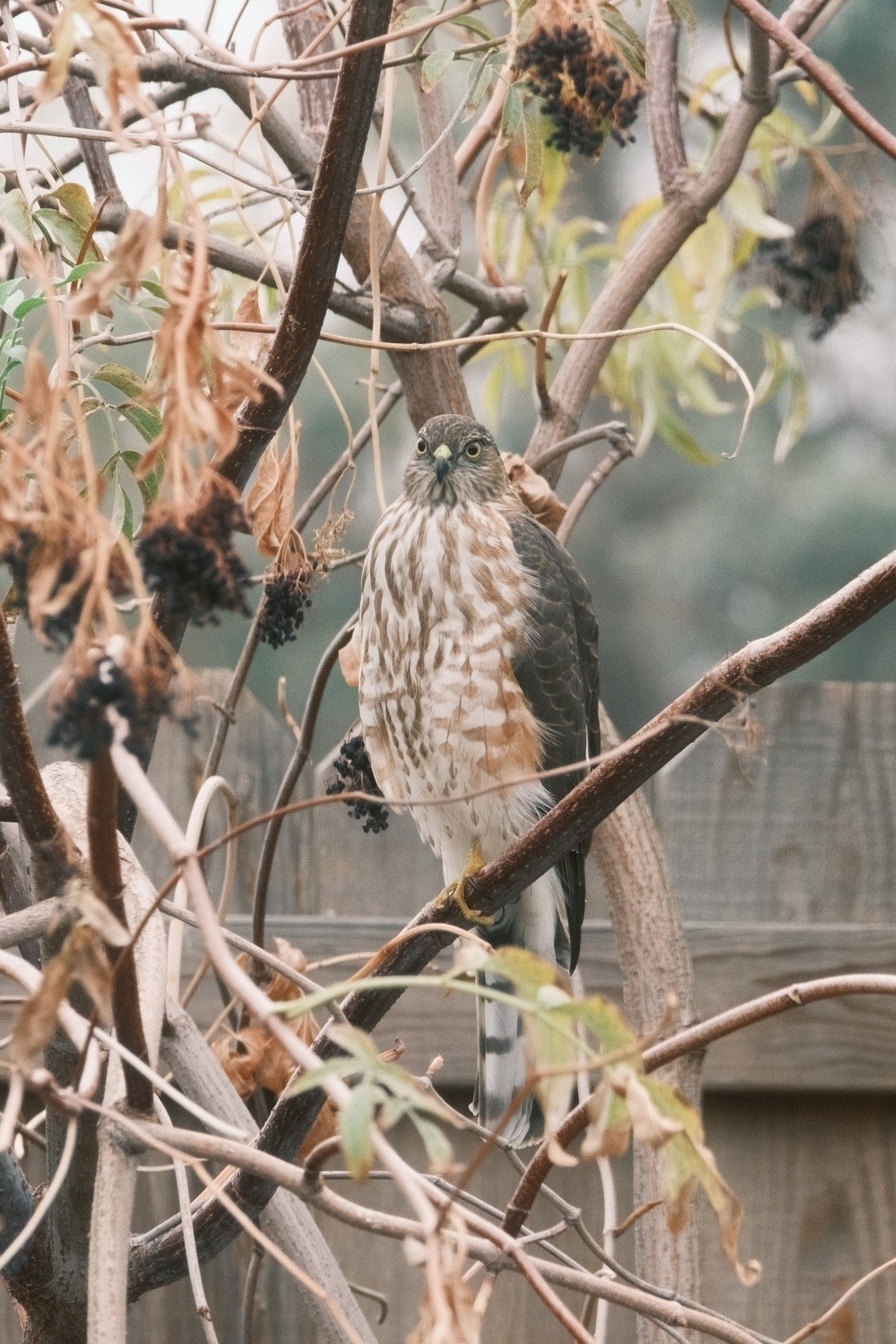 A hawk perched in an elderberry bush. It has rust red bars on its white chest and a dark brown back. Both its yellowish eyes are looking forward toward something off to the photographer’s side.