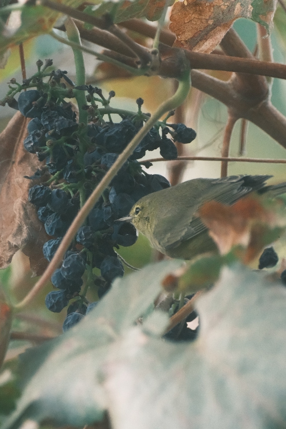 An Orange-crowned Warbler, perched in a grapevine, feasts on a bunch of drying out grapes. The bird is slightly obscured by a grape leaf. The warbler is a brownish yellow with white around its eyes.
