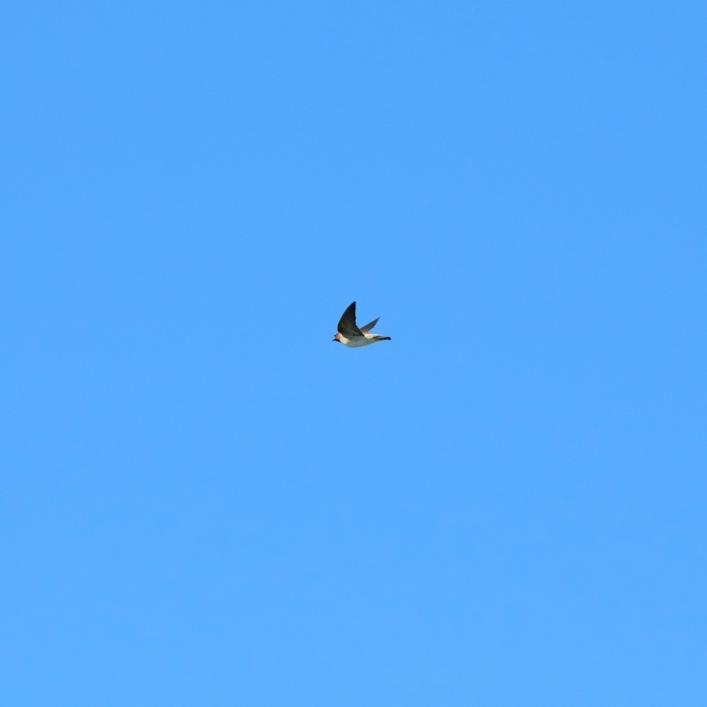 A bird in flight against a clear blue sky background.