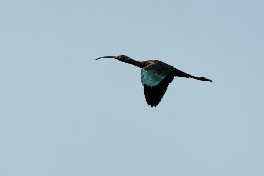 A glossy ibis in flight against a clear blue sky. It has metallic blue wings and a slight metallic red color. Its bill is long, slender, and curved. Its legs are pointed straight back. 