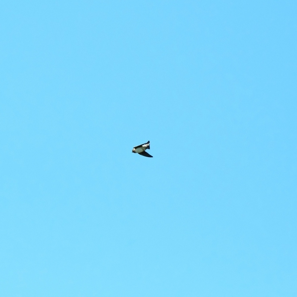 A single bird flying in a clear blue sky.