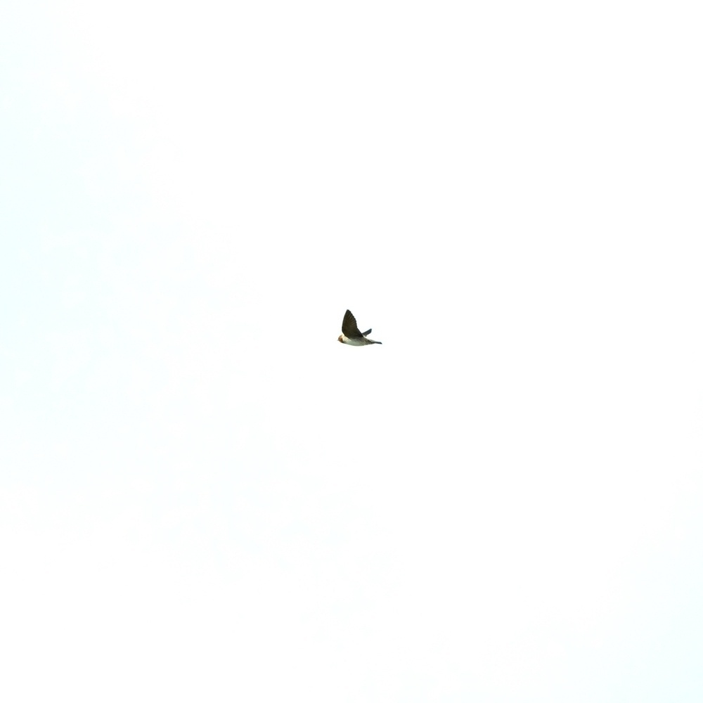 A single bird in flight against a clear sky background.