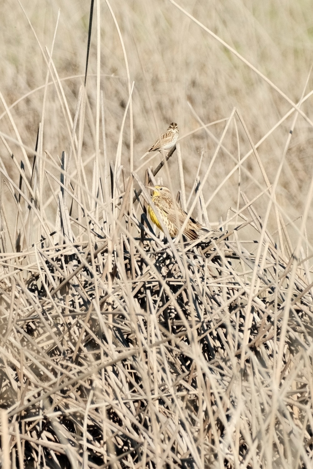 Two birds perched in dry brush. The closest bird displaying yellow markings. That one is a Western Meadow Lark. The farthest away bird  looks like a small white crown.
