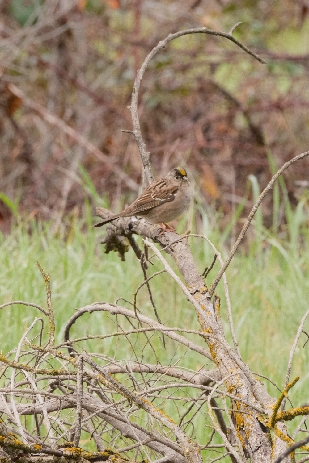 A Gold Crown Sparrow, mostly brown but with a gold stripe on its head, is perched on a bare tree branch, with green vegetation and other branches blurred in the background.