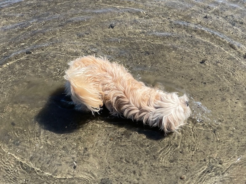 a white dog rolls around in shallow water