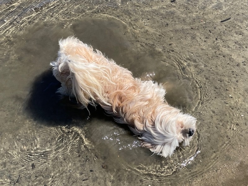 another photo of the white dog rolling around in shallow water