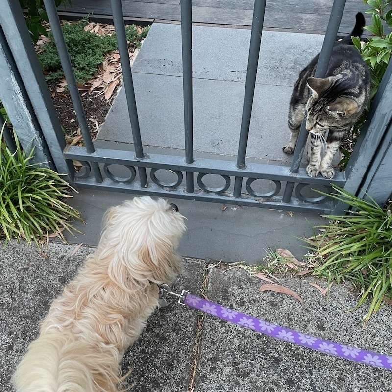 a tabby cat and a small white dog look at each other through the bars of a gate