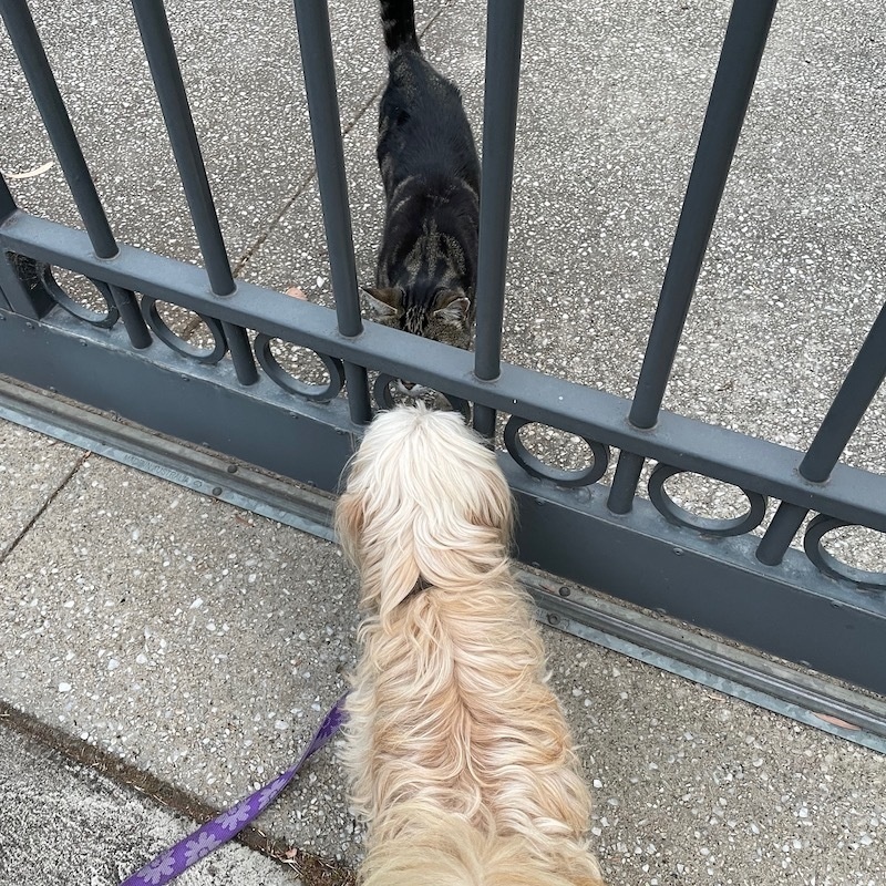a tabby cat and a small white dog sniff noses through the bars of a fence