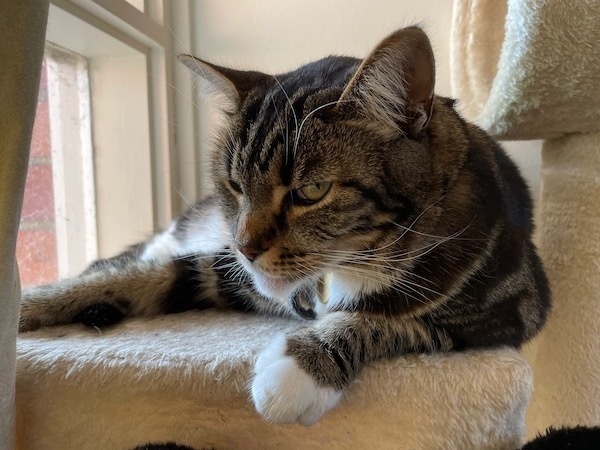 a tabby cat on a cat tower next to a window, looking sleepy