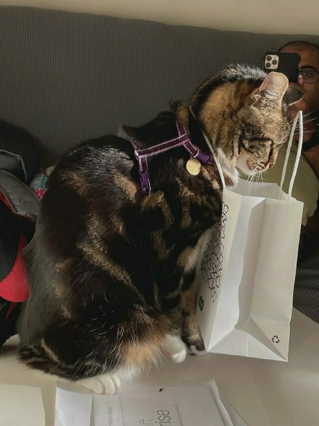 the tabby cat starts to straighten up, but finds the paper bag lifting too