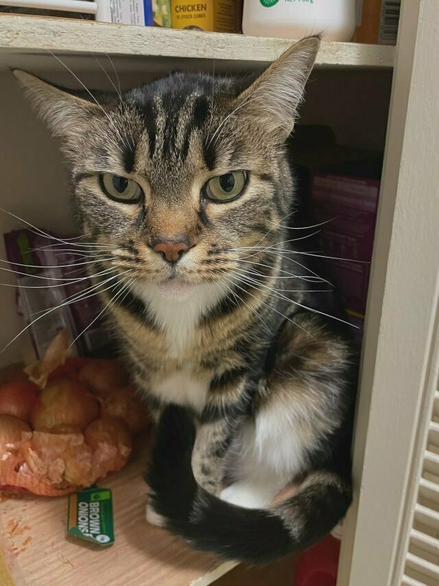 a tabby cat sits in a darkened cupboard, ears flat with irritation at the human