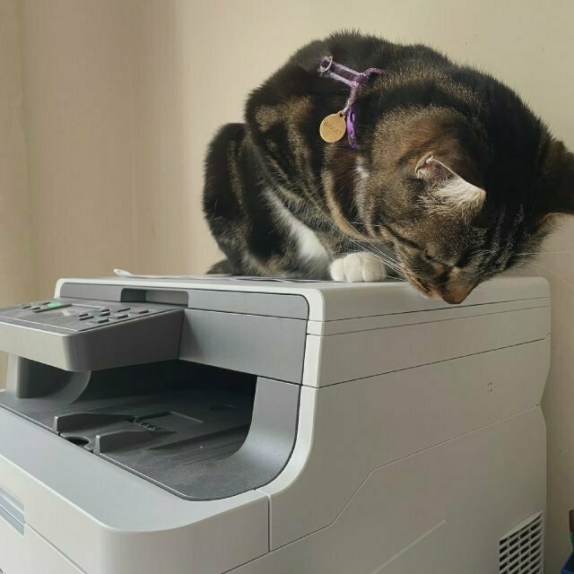 the same tabby cat on top of the printer, looking down