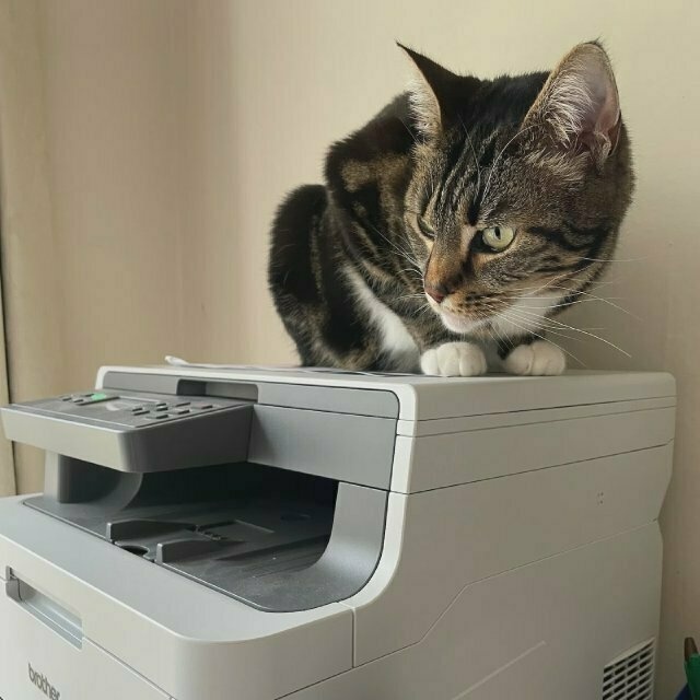a tabby cat on top of a printer, looking left