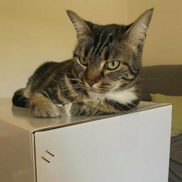 a tabby cat perches on top of a white box