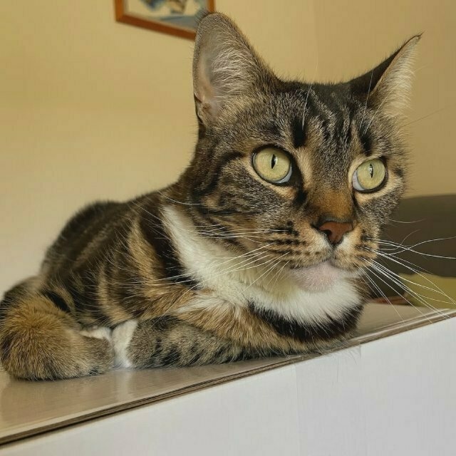 a tabby cat perches on top of a white box (different, closer angle)
