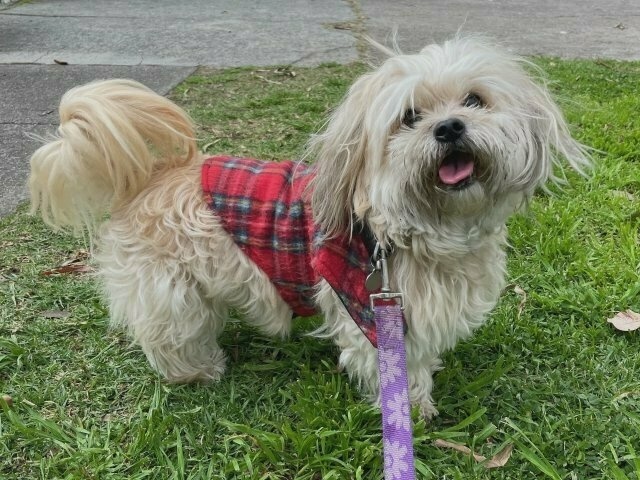 a scruffy white dog in a tartan jacket grins at the camera, standing on some grass