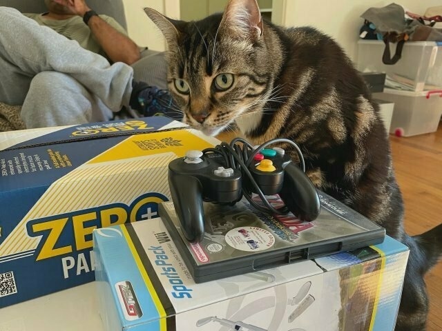 a tabby cat stands on her hind legs to examine Nintendo Wii boxes on a coffee table. a guy has a drink in the background