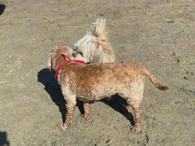 a small white dog and a slightly larger tan-coloured dog sniff each other in greeting
