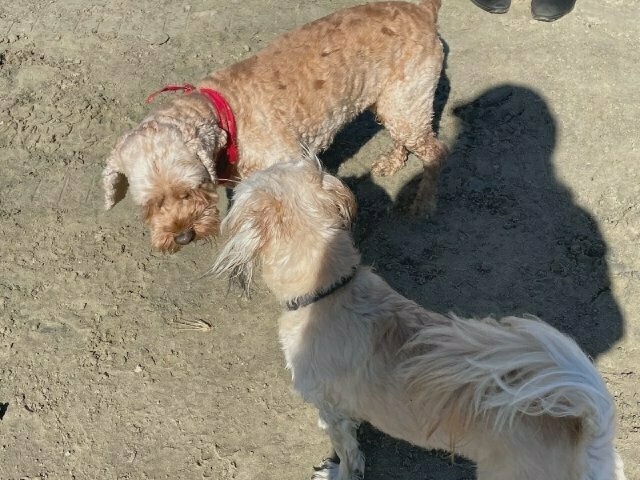 another picture of the small white dog and slightly larger tan-coloured dog sniffing each other in greeting
