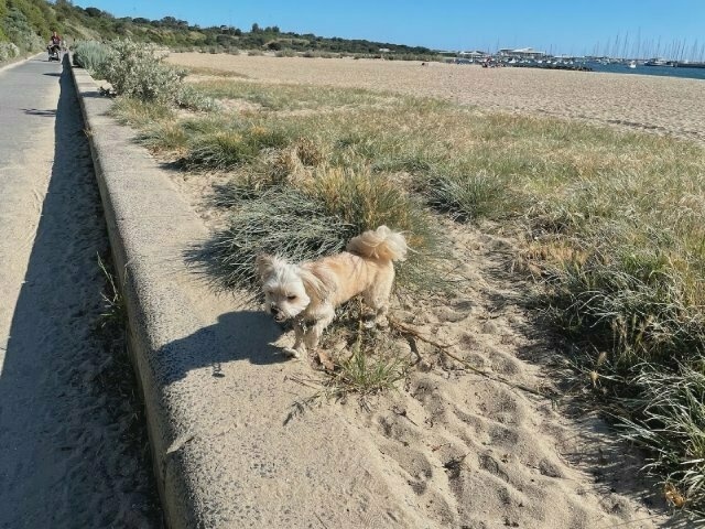 the small white dog, grinning, runs along a short wall at the side of a concrete path along the beach