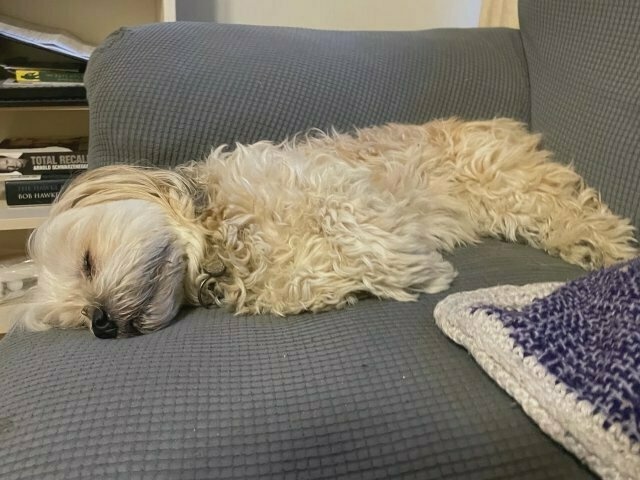 a fluffy little white dog, stretched out sleeping on a couch