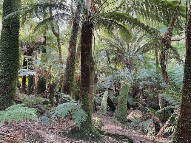 ferns at ground level in a shady part of the rainforest, with one in particular prominent at front of frame