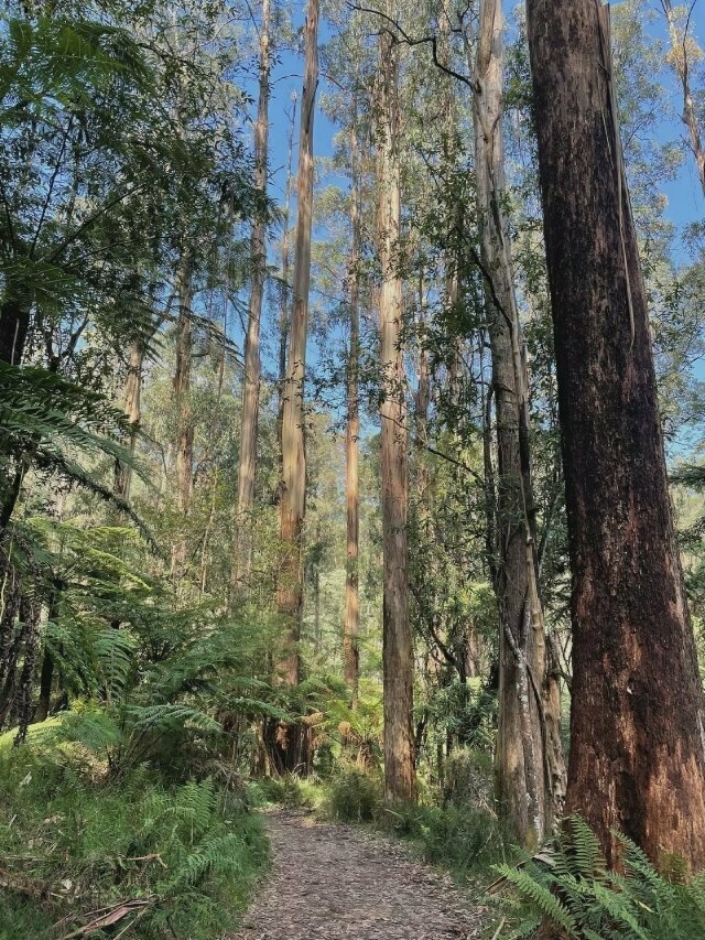 the walking trail leads forward; the camera is tilted slightly upwards, showing tall, tall trees reaching up to the sky