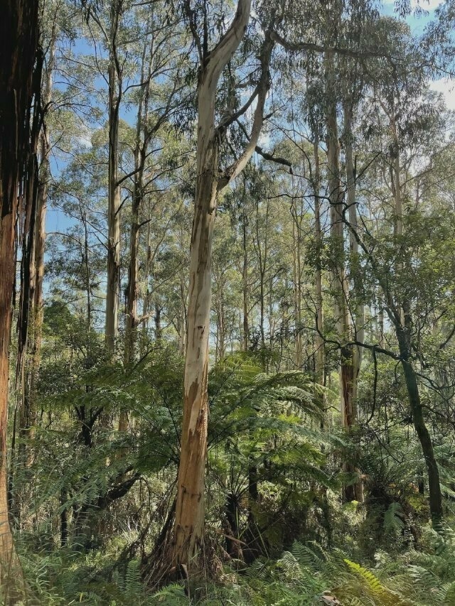 another view of tall, straight trees in the rainforest