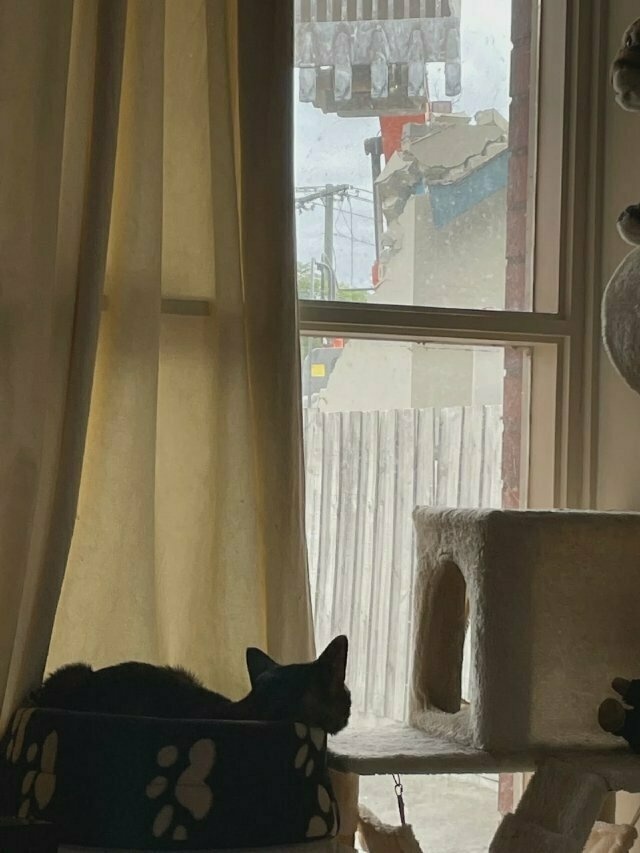 a tabby cat, lying relaxedly in a cat bed, watches a bulldozer through a dusty window