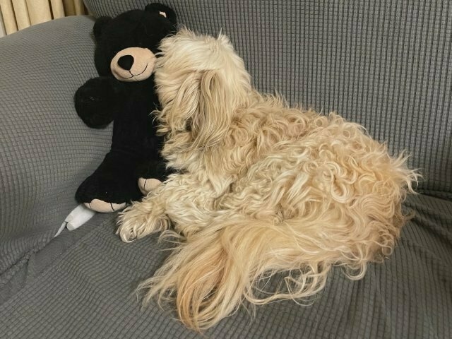 a white scruffy dog curls up against a black teddybear, with his head pointing *up* in his sleep as his chin rests against the teddy's side