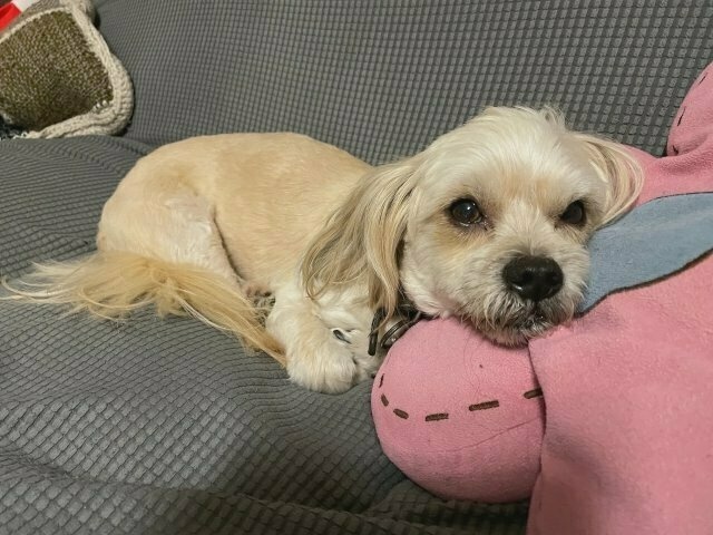 a small white dog on a couch, resting his head on a pink flower-shaped cushion, looking wearily at the photo-taker