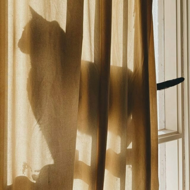the same cat silhouette, but now her head's turned slightly towards the photographer for more of a ¾ view