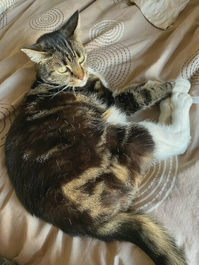 a tabby cat on a brown bedspread, looking alert