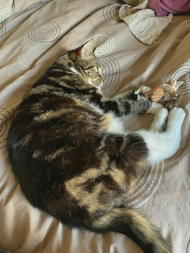 same tabby cat on the bedspread, turning her attention to a little toy bird