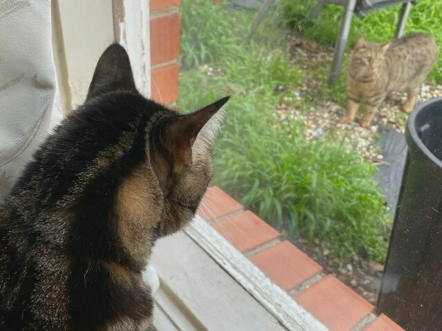 a tabby cat (back of head visible, in focus) sits at a window, looking outside at another tabby cat (not in focus) in a yard full of grassy weeds.