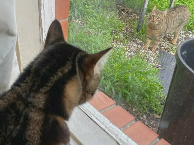 basically the same as picture #1 but in this one the foreground tabby is out of focus and the outdoors tabby is in focus