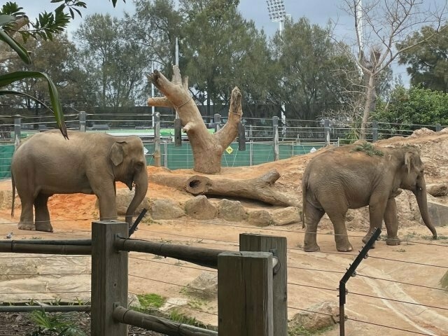 two elephants walking around at the zoo