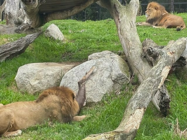 two lions just chillin' at the zoo